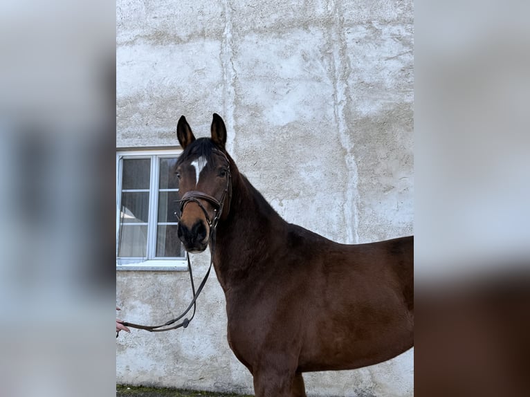 Bawarski koń gorącokrwisty Wałach 5 lat 168 cm Gniada in Waldhausen im Strudengau