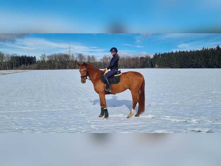 Bawarski koń gorącokrwisty Wałach 5 lat 170 cm Kasztanowata in Niederstotzingen