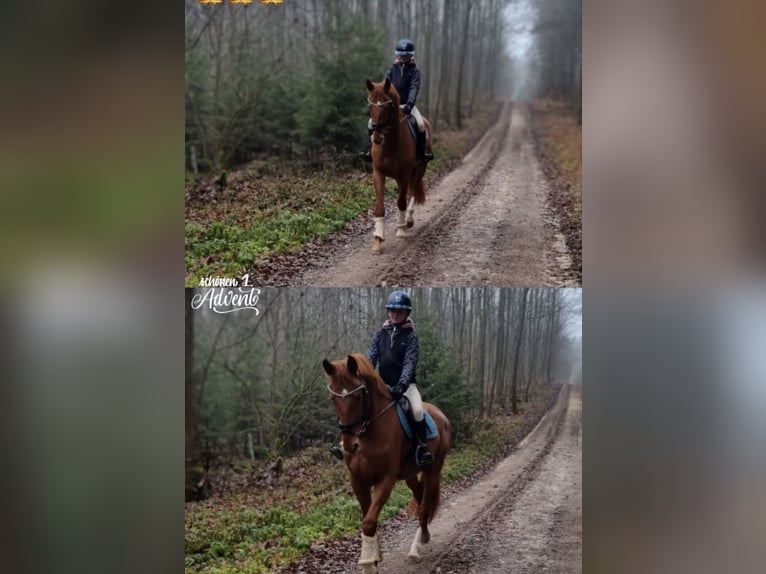 Bawarski koń gorącokrwisty Wałach 5 lat 170 cm Kasztanowata in Niederstotzingen