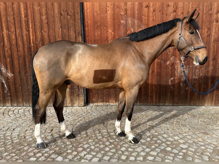 Bawarski koń gorącokrwisty Wałach 6 lat 170 cm Jasnogniada in Kirchanschöring