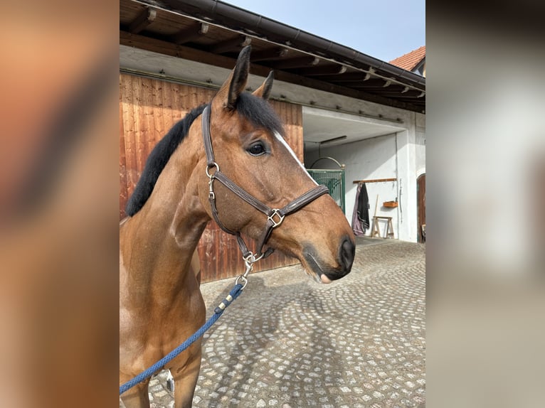 Bawarski koń gorącokrwisty Wałach 6 lat 170 cm Jasnogniada in Kirchanschöring