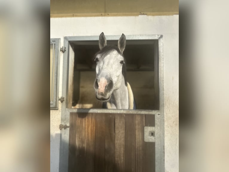 Bawarski koń gorącokrwisty Wałach 7 lat 170 cm Siwa in Limburg an der Lahn