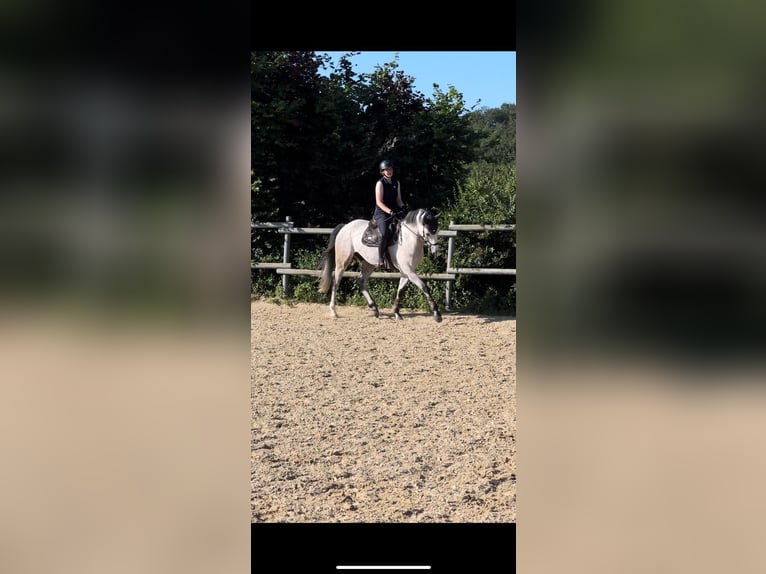 Bawarski koń gorącokrwisty Wałach 7 lat 170 cm Siwa in Limburg an der Lahn