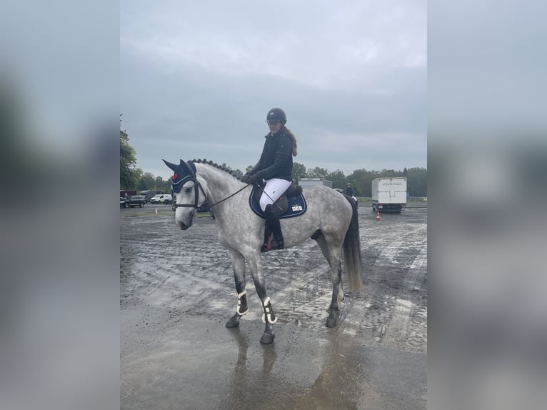 Bawarski koń gorącokrwisty Wałach 7 lat 170 cm Siwa in Limburg an der Lahn