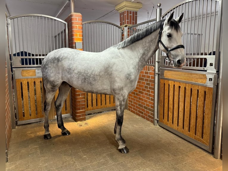 Bawarski koń gorącokrwisty Wałach 9 lat 170 cm Siwa in Küps