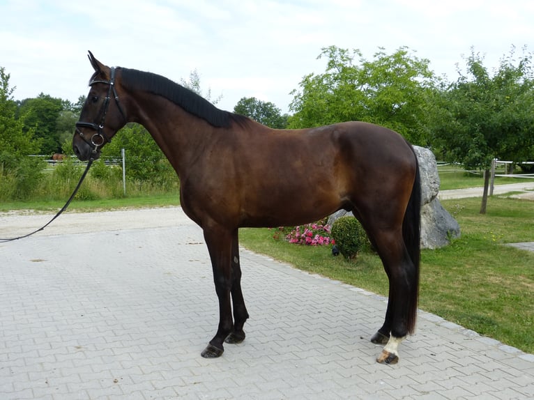 Bawarski koń gorącokrwisty Wałach 10 lat 177 cm Kara in Erharting