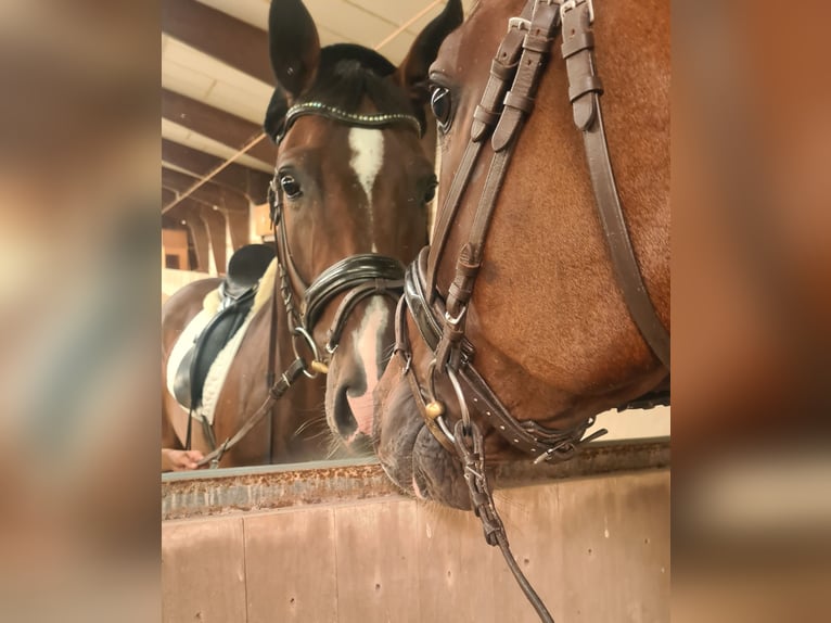 Bawarski koń gorącokrwisty Wałach 11 lat 170 cm Gniada in Sinsheim