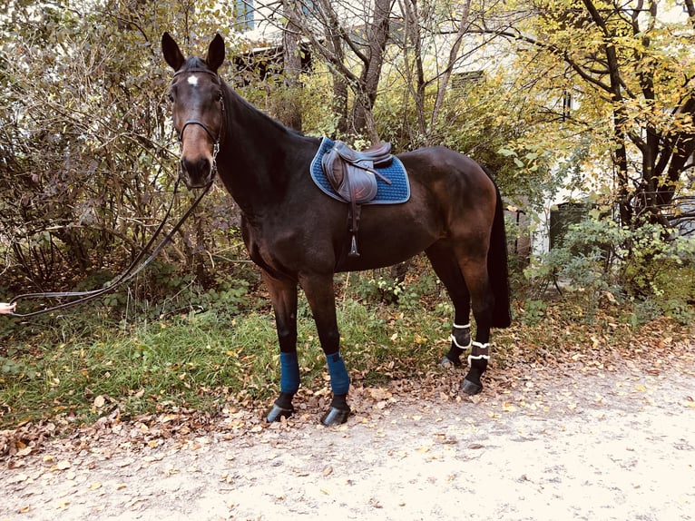 Bawarski koń gorącokrwisty Wałach 11 lat 175 cm Ciemnogniada in Schnaitsee