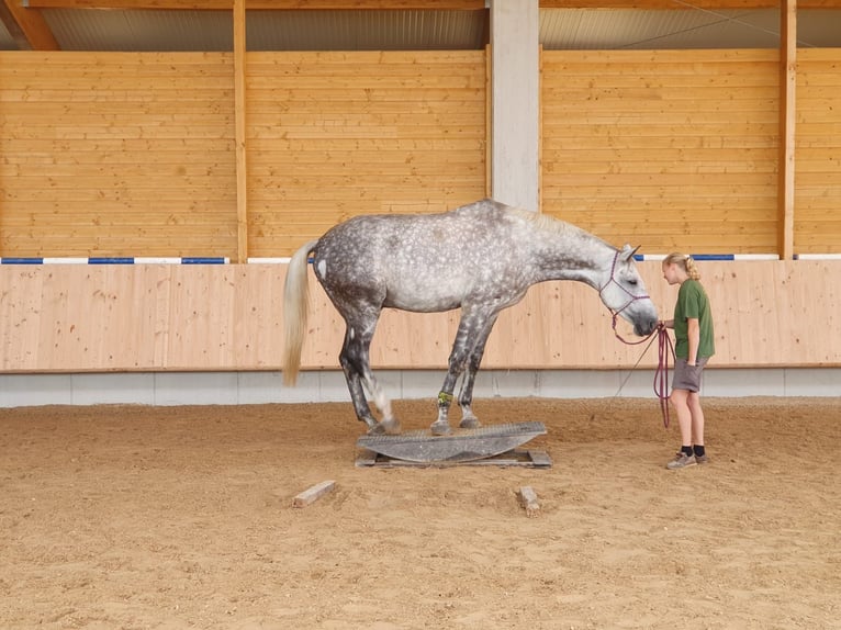 Bawarski koń gorącokrwisty Wałach 11 lat 185 cm Siwa in Rott am Inn