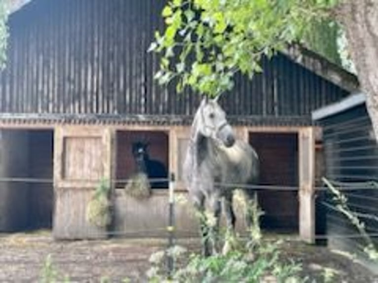 Bawarski koń gorącokrwisty Wałach 11 lat 185 cm Siwa in Rott am Inn