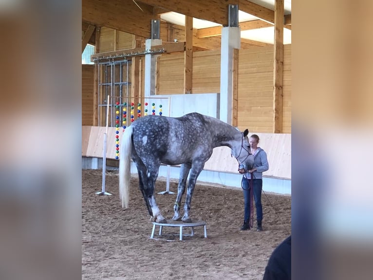 Bawarski koń gorącokrwisty Wałach 11 lat 185 cm Siwa in Rott am Inn