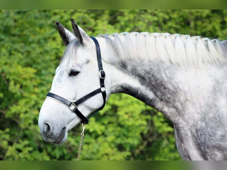 Bawarski koń gorącokrwisty Wałach 11 lat 185 cm Siwa in Rott am Inn