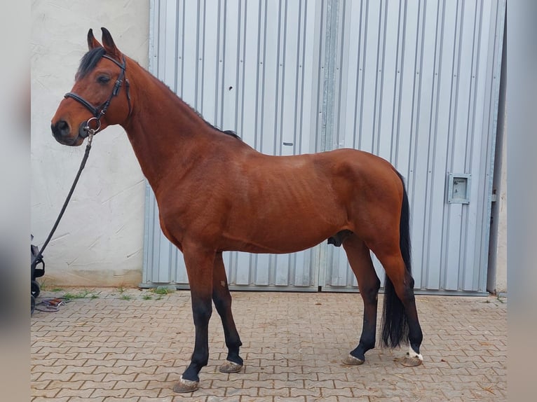 Bawarski koń gorącokrwisty Wałach 12 lat 162 cm Gniada in Heßdorf