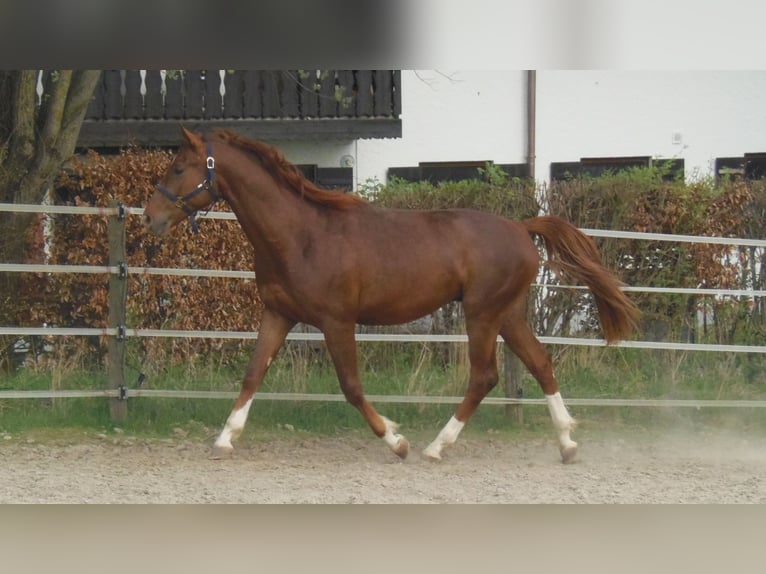 Bawarski koń gorącokrwisty Wałach 12 lat 165 cm Ciemnokasztanowata in Galway