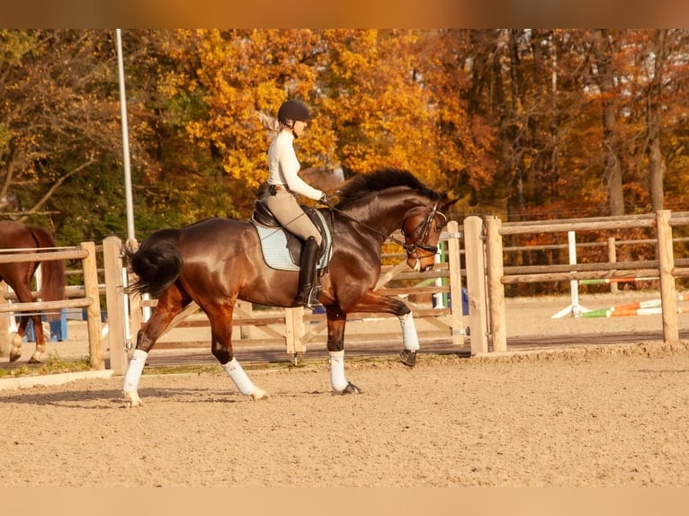 Bawarski koń gorącokrwisty Wałach 12 lat 166 cm Gniada in Bielefeld