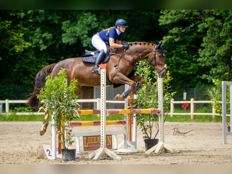 Bawarski koń gorącokrwisty Wałach 12 lat 172 cm Ciemnokasztanowata in Bad Schwartau