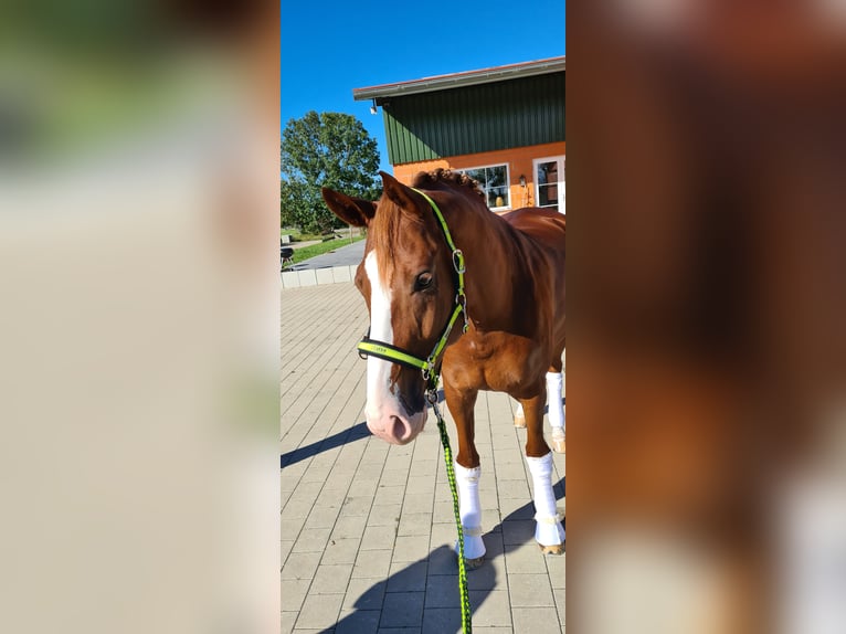 Bawarski koń gorącokrwisty Wałach 12 lat 175 cm Ciemnokasztanowata in Hausen