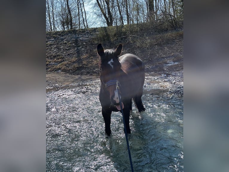 Bawarski koń gorącokrwisty Wałach 13 lat 175 cm Ciemnogniada in Klaus