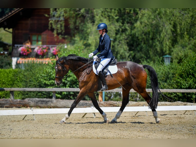 Bawarski koń gorącokrwisty Wałach 13 lat 175 cm Ciemnogniada in Klaus