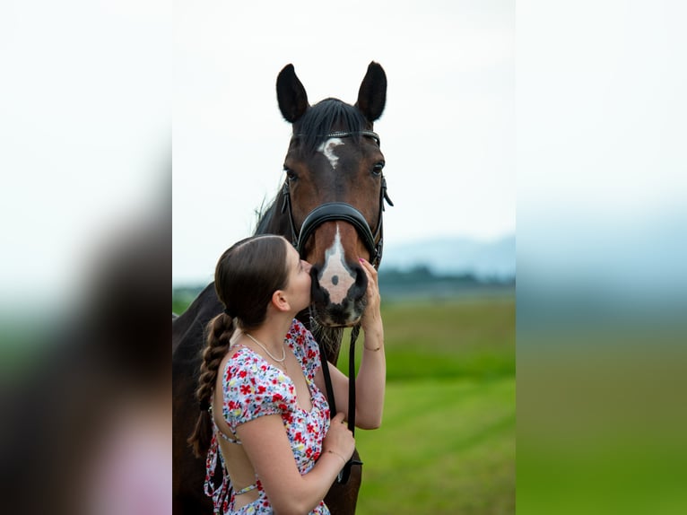 Bawarski koń gorącokrwisty Wałach 13 lat 175 cm Ciemnogniada in Klaus