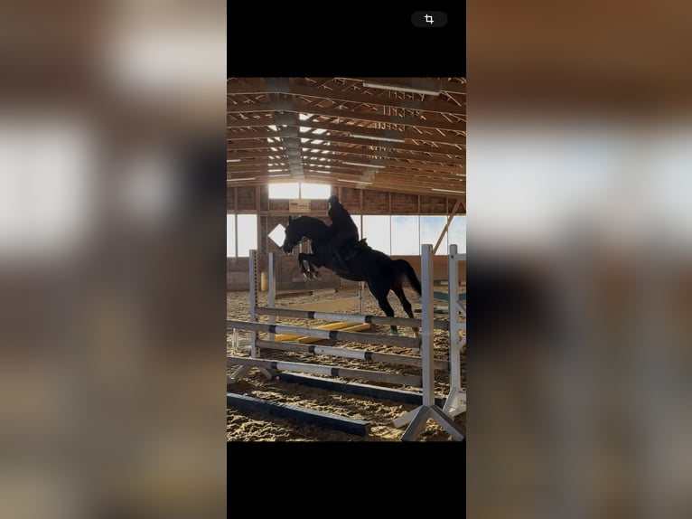 Bawarski koń gorącokrwisty Wałach 13 lat 176 cm Skarogniada in Sulzbach-Rosenberg