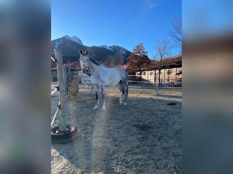 Bawarski koń gorącokrwisty Wałach 13 lat 179 cm Siwa in Reutte