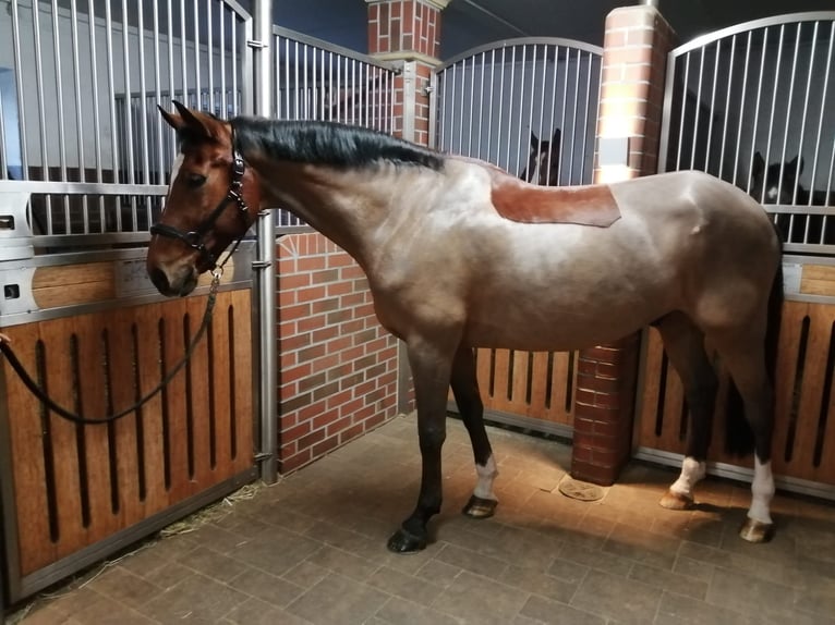 Bawarski koń gorącokrwisty Wałach 14 lat 168 cm Gniada in Küps