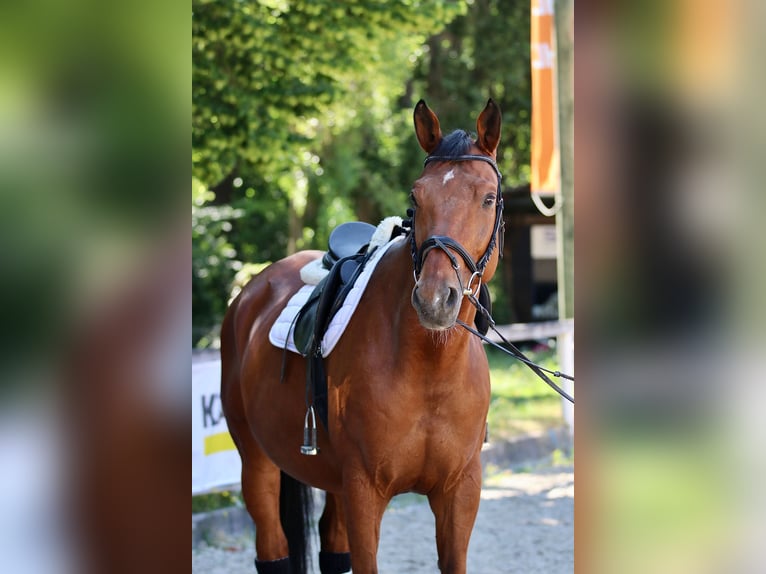 Bawarski koń gorącokrwisty Wałach 14 lat 170 cm Gniada in Waiblingen