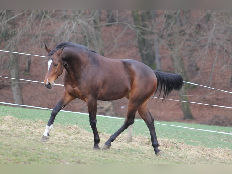 Bawarski koń gorącokrwisty Wałach 16 lat 160 cm Gniada in Mammendorf