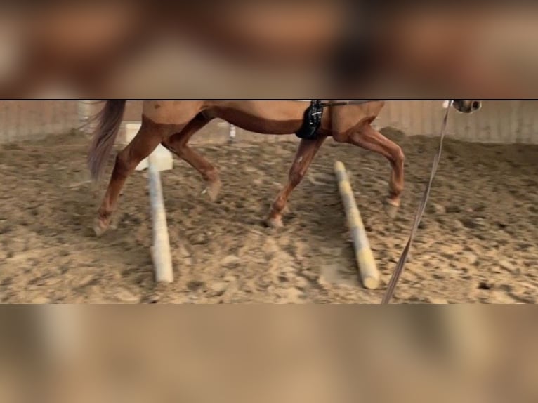 Bawarski koń gorącokrwisty Wałach 16 lat 168 cm Kasztanowata in Großbeeren