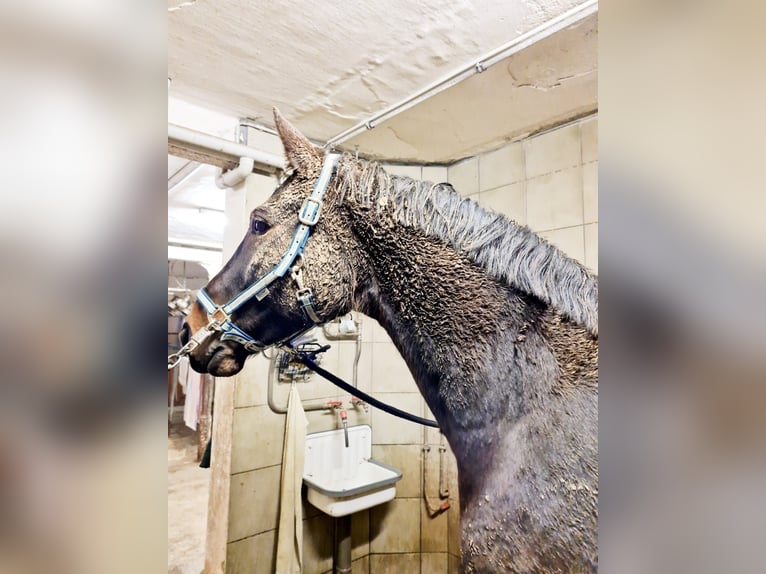 Bawarski koń gorącokrwisty Wałach 17 lat 172 cm Ciemnogniada in München