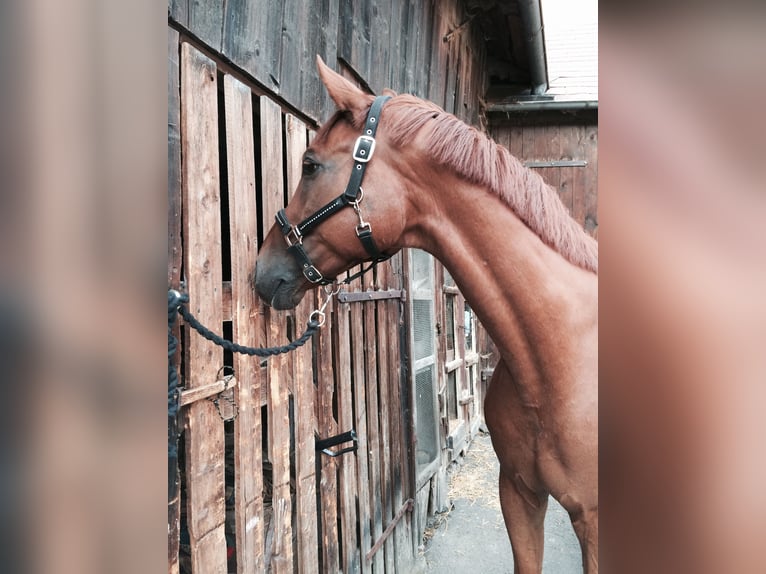 Bawarski koń gorącokrwisty Wałach 19 lat 170 cm in Rehau