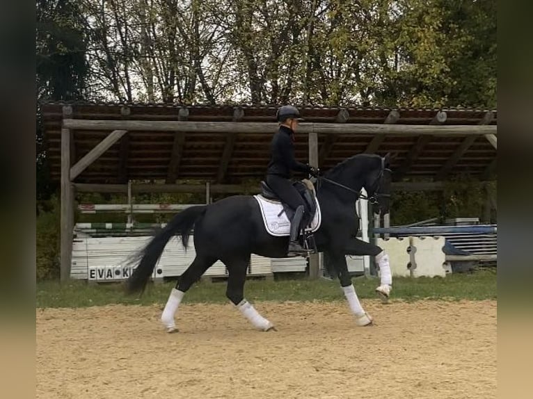 Bawarski koń gorącokrwisty Wałach 3 lat 163 cm Kara in Mainburg