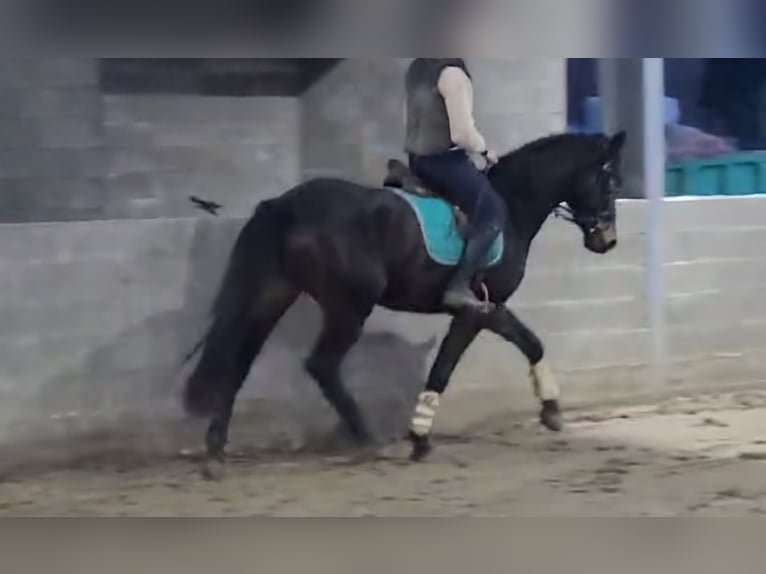 Bawarski koń gorącokrwisty Wałach 4 lat 164 cm Skarogniada in Bornheim