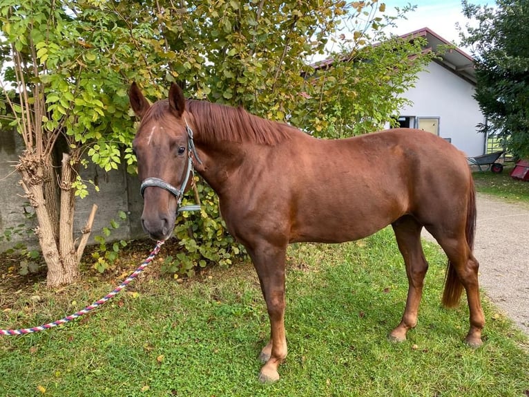 Bawarski koń gorącokrwisty Wałach 4 lat 165 cm Ciemnokasztanowata in Langerringen
