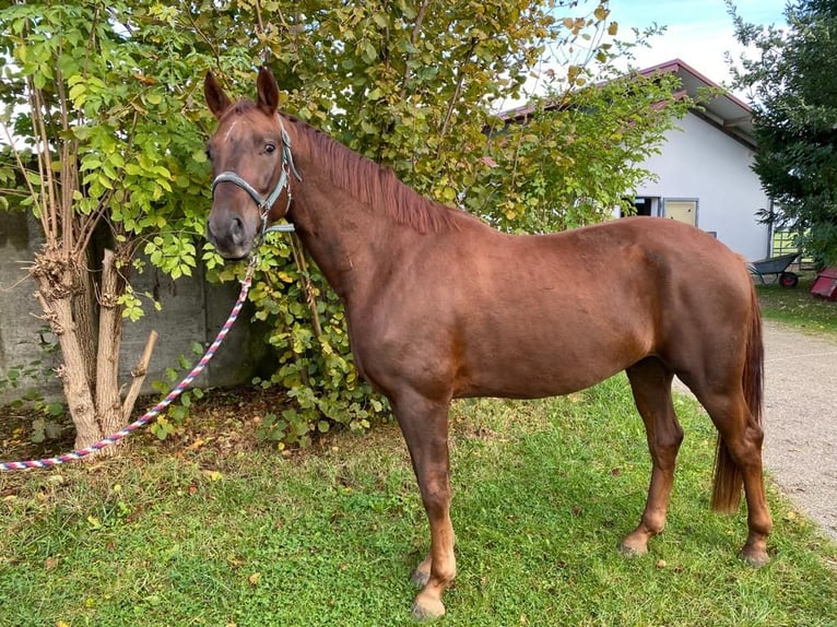 Bawarski koń gorącokrwisty Wałach 4 lat 165 cm Ciemnokasztanowata in Langerringen