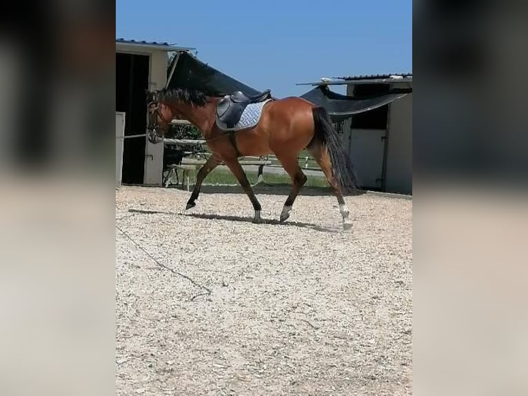 Bawarski koń gorącokrwisty Wałach 4 lat 165 cm Gniada in Babensham