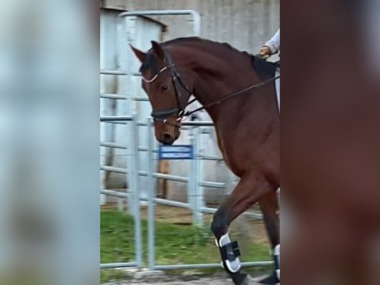 Bawarski koń gorącokrwisty Wałach 4 lat 167 cm Gniada in Raubling