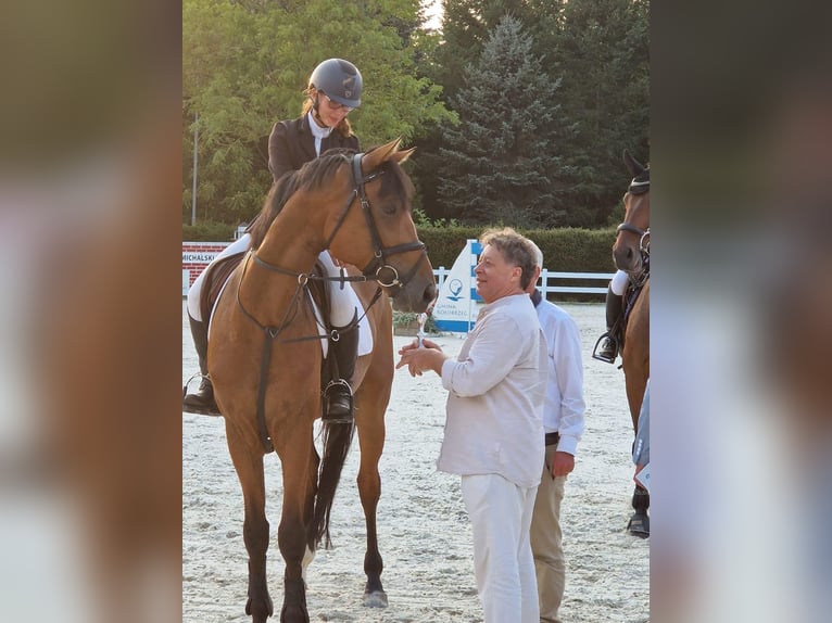 Bawarski koń gorącokrwisty Wałach 6 lat 172 cm Gniada in Bergtheim