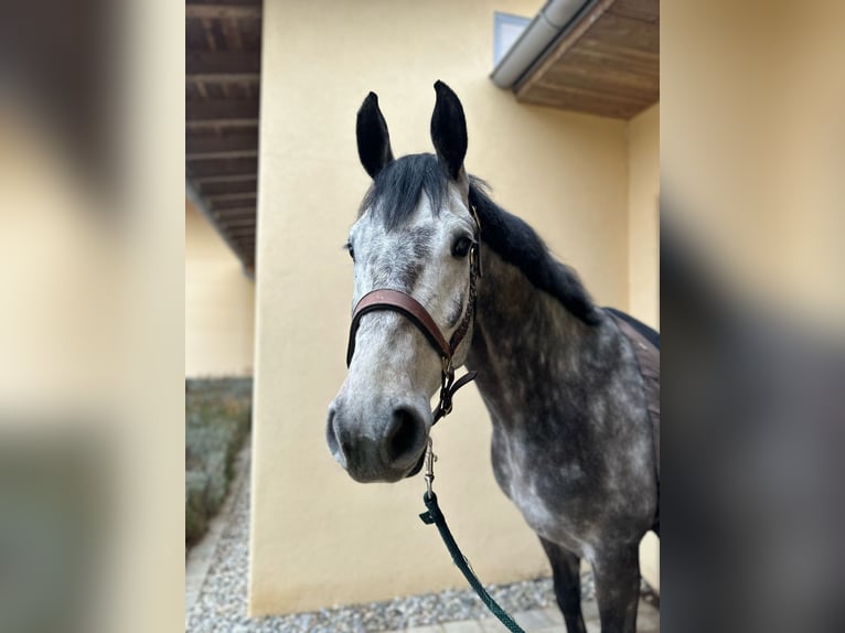 Bawarski koń gorącokrwisty Wałach 6 lat 172 cm Siwa jabłkowita in Ise