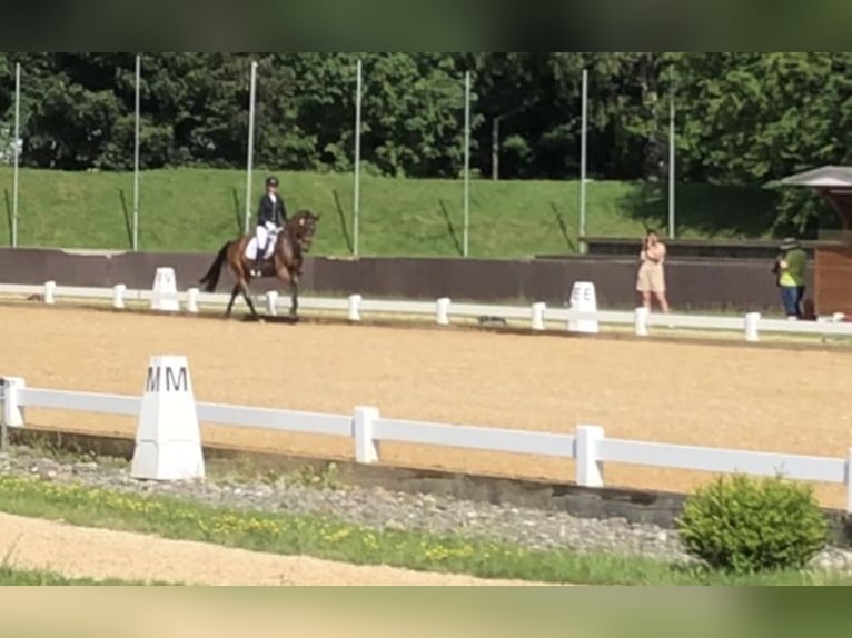 Bawarski koń gorącokrwisty Wałach 7 lat 165 cm Gniada in Tutzing