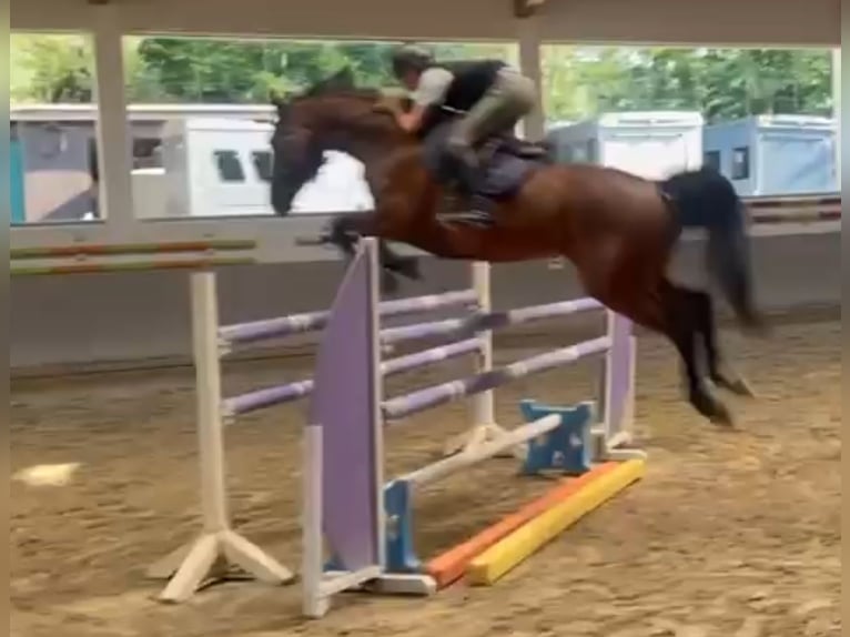 Bawarski koń gorącokrwisty Wałach 7 lat 166 cm Ciemnogniada in Schondorf am Ammersee