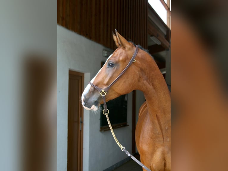Bawarski koń gorącokrwisty Wałach 7 lat 166 cm Gniada in Erharting