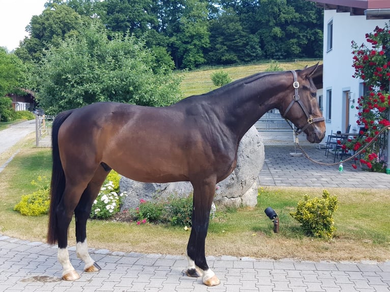 Bawarski koń gorącokrwisty Wałach 7 lat 173 cm Ciemnogniada in Erharting