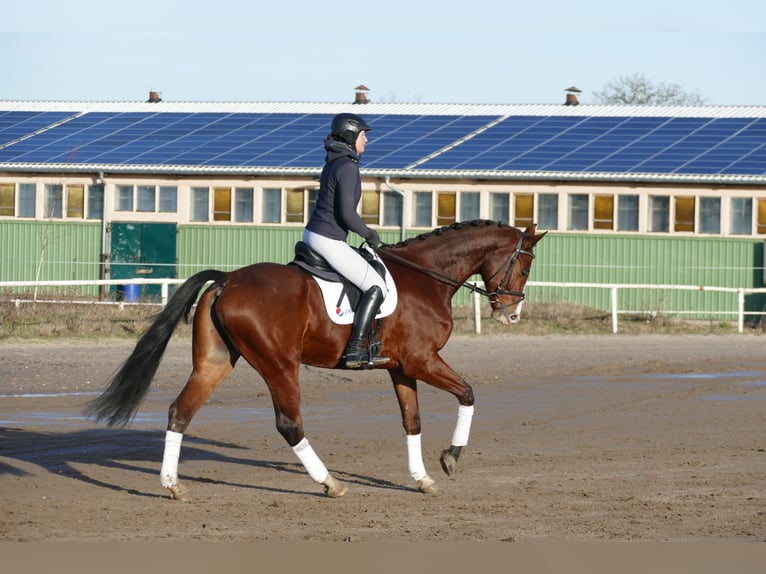 Bawarski koń gorącokrwisty Wałach 8 lat 173 cm Gniada in Ganschow