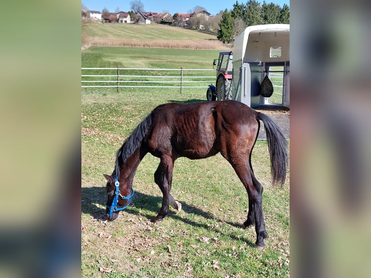 Bayerisches warmbloed Hengst 1 Jaar 135 cm Donkerbruin in Schönthal