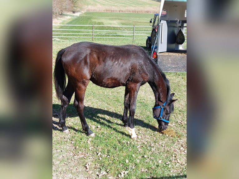 Bayerisches warmbloed Hengst 1 Jaar 135 cm Donkerbruin in Schönthal