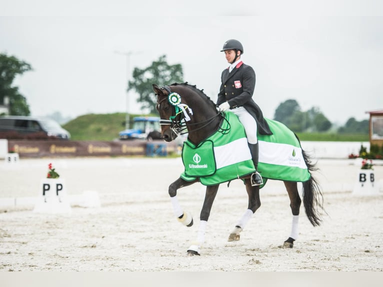 Bayerisches warmbloed Hengst 22 Jaar 169 cm Roodbruin in Radzyń Podlaski