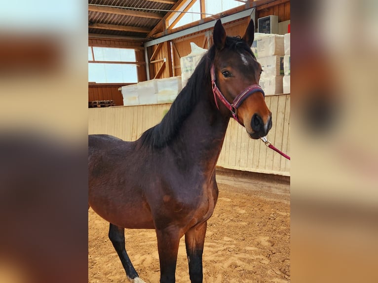 Bayerisches warmbloed Hengst 3 Jaar 160 cm Bruin in Wettringen