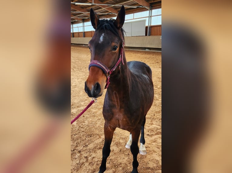 Bayerisches warmbloed Hengst 4 Jaar 160 cm Bruin in Wettringen